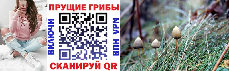 маркетплейс клад  Орлов  Галлюциногенные грибы Psilocybine cubensis 